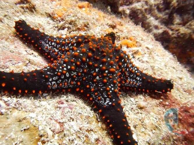 estrella de mar de cortez